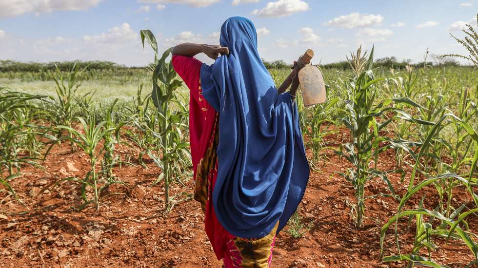 epa11138971 Unay Mohamed Ahmed, a woman who was internally displaced due to climate change, works at the Kabasa Bantal demo farm, which grants access to farming land to landless beneficiaries, as part of the Joint Action for Building Resilience in Somalia Project, in Kabasa-Bantal, on the outskirts of Dollow, a border city between Somalia and Ethiopia, Jubaland state, Somalia, 28 January 2024 (issued 09 February 2024). After the worst drought in the last four decades that hit Somalia between 2020 and 2023, and the floods that followed, cases of malnutrition persist, not only due to lack of food, but also due to the consumption of unsafe water, which causes diarrhea in children, confirms Pamela Wasonga, nutritional coordinator in Somalia for the Irish NGO Trocaire. According to the latest provisional data from the Integrated Classification of the Phases of Food Security (IPC), to which Agencia EFE had access before its final publication in the coming weeks, some 440,000 minors in the country suffer from severe acute malnutrition, the deadliest form of hunger, a rise of 100,000 more compared to last September.  EPA/DANIEL IRUNGU  ATTENTION: This Image is part of a PHOTO SET