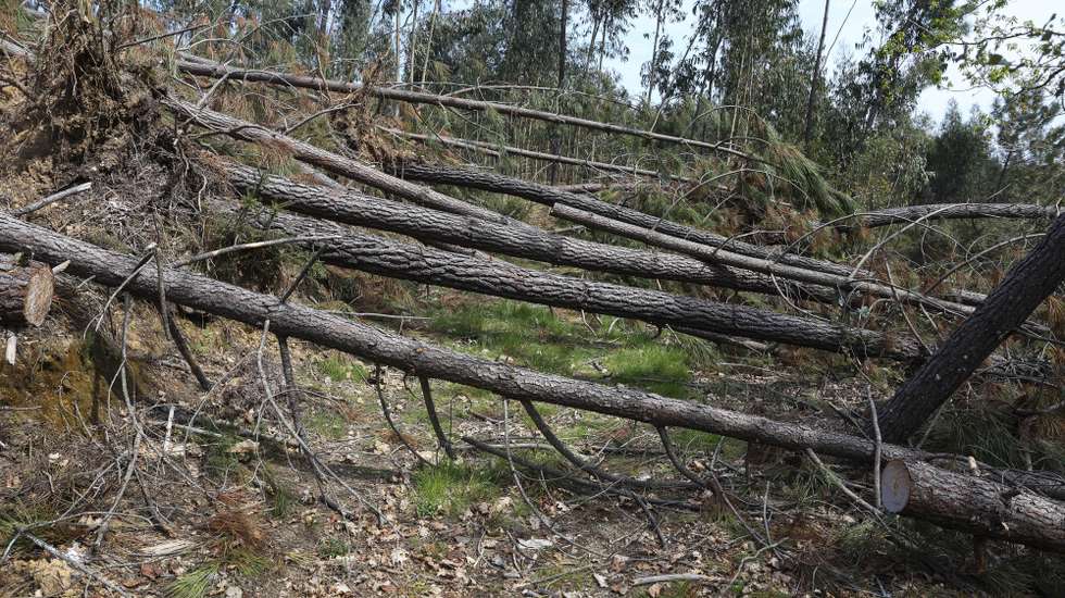 Árvores derrubadas devido após passagem da tempestade Kristin, em Pedrógão Grande, 25 de março de 2026. O território marcado pela passagem do incêndio de Pedrógão Grande em 2017 está preocupado com a aproximação do verão, depois de a tempestade de janeiro ter deixado centenas de quilómetros de caminhos florestais impedidos e mais combustível no terreno para arder. (ACOMPANHA TEXTO DA LUSA DO DIA 27 DE MARÇO DE 2026). PAULO NOVAIS/LUSA