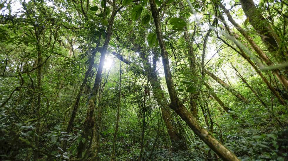 epa10585021 A forest in the surroundings of the Poas volcano, in Alajuela, northwest of San Jose, Costa Rica, 13 April 2023 (Issued 21 April 2023). 22 April marks World Earth Day, a date created by the United Nations to raise awareness among the population about the values of biodiversity conservation and the problem of pollution.  EPA/Jeffrey Arguedas