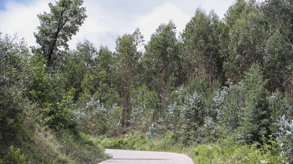 A floresta continua a crescer desordenada junto às aldeias onde o incêndio de junho de 2017 fez várias vítimas em terrenos votados ao abandono, sem qualquer gestão e onde ainda se podem observar árvores e ramos enegrecidos, Pedrógão Grande, 8 de junho de 2022 . Os incêndios que deflagraram em junho de 2017 em Pedrógão Grande e que alastraram a concelhos vizinhos provocaram a morte de 66 pessoas, além de ferimentos a 253 populares, sete dos quais graves. Os fogos destruíram cerca de meio milhar de casas e 50 empresas (ACOMPANHA TEXTO DO DIA 15 JUNHO 2022) PAULO NOVAIS/LUSA