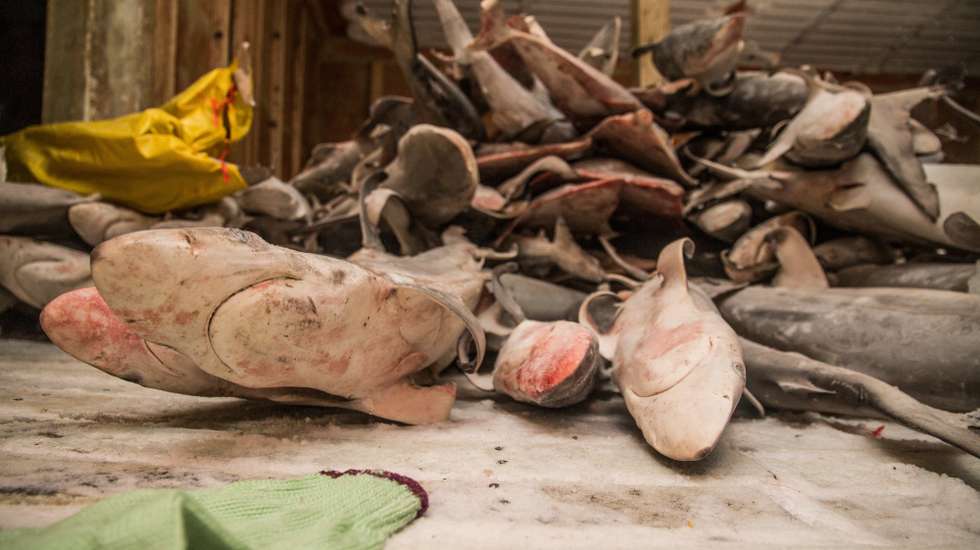 epa06205628 An undated handout photo made available by the Sea Shepherd Conservation Society on 15 September 2017 shows masses of dead sharks found in a ship's hold, at sea, off the coast of Com, East Timor, also known as Timor Leste. According to Sea Shepherd, a joint operation conducted at dawn on 09 September 2017, off the coast of Com, East Timor, between activists of the environmental organization and the East Timor National Police (PNTL) resulted in the interception of a Chinese fishing fleet of 15 ships with an alleged illegal cargo of almost entirely sharks in its holds. The number of sharks captured could violate Timorese fishing laws, media reported.  EPA/JAKE PARKER/SEA SHEPHERD HANDOUT  HANDOUT EDITORIAL USE ONLY/NO SALES