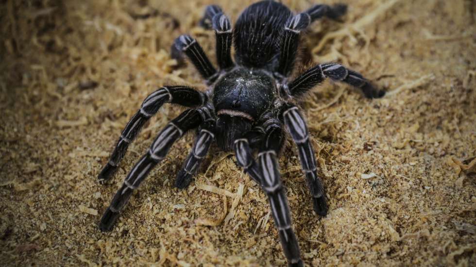Apesar de não ter um comportamento agressivo, os pelos das aranhas desta espécie podem causar reações alérgicas aos humanos