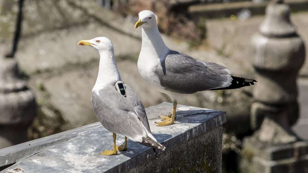 No ano passado a principal causa de entrega de animais relacionou-se com quedas de ninhos (28%) e traumatismos de origem desconhecida (22%)