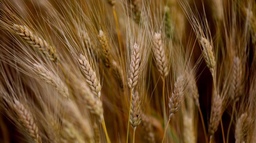 epa10596865 A wheat field in Yabad village near the West Bank City of Jenin, 28 April 2023. Wheat harvest season in the West Bank starts at the beginning of May and ends mid-July.  EPA/ALAA BADARNEH