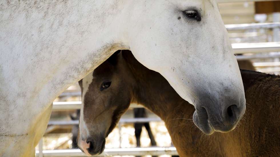 Cavalos lusitanos em exposição na Feira Nacional da Agricultura dedicada à temática da água, que hoje foi visitada pelo presidente do PSD, Rui Rio, Santarém, 9 de junho de 2021. PAULO CUNHA/LUSA