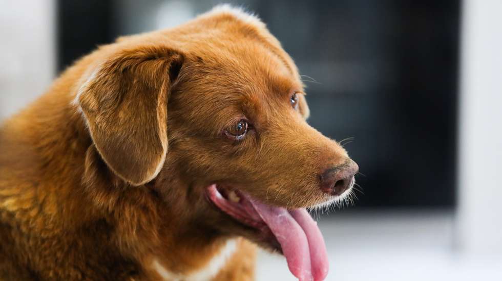 epa10625881 Bobi, world's oldest dog ever, looks on during birthday party after turning 31, in rural village of Conqueiros, Leiria, central Portugal, 13 May 2023. Bobi, a purebred Rafeiro do Alentejo born in 1992 was declared by Guinness World Records as the world's oldest dog ever two months ago. Bobi's owner kept him in secret as a child after his parents said they could not keep the litter of new pups and he attributes his longevity to a diet of human food.  EPA/PAULO CUNHA