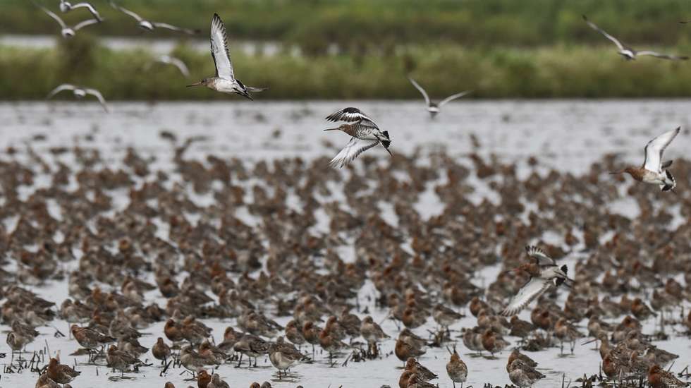 Maçarico-de-bico-direito na lezíria do Tejo, onde se estima que 200.000 a 300.000 aves de várias espécies migram anualmente entre o norte da Europa e o Estuário do rio Tejo, em Vila Franca de Xira, 07 de fevereiro de 2024. O Instituto da Conservação da Natureza e das Florestas (ICNF) chumbou a prorrogação da Declaração de Impacto Ambiental do aeroporto do Montijo com base em novos estudos sobre as aves. (ACOMPANHA TEXTO DA LUSA DO DIA 10 DE FEVEREIRO DE 2024). MIGUEL A. LOPES/ LUSA