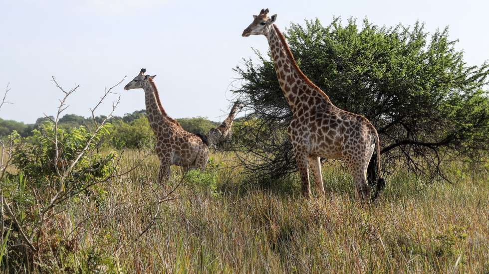 O Parque Nacional de Maputo, reserva protegida a 70 quilómetros da capital moçambicana, registou em 2023 um recorde de cerca de 20.000 visitantes, disse à Lusa o administrador, Miguel Gonçalves, justificando o crescimento com a recuperação e os investimentos em curso, Maputo, 12 de abril de 2024. Com as emblemáticas girafas e elefantes que se passeiam habitualmente junto à estrada Nacional 1 (N1), o Parque Nacional de Maputo beneficia da proximidade às cidades sul-africanas de Durban e Joanesburgo, combina “mar e terra” e desde 2018, com a inauguração da ponte de Katembe, facilitando a ligação da capital para sul, que a procura não para de crescer. (ACOMPANHA TEXTO DE DIA 15 DE ABRIL DE 2024). PAULO JULIÃO/LUSA