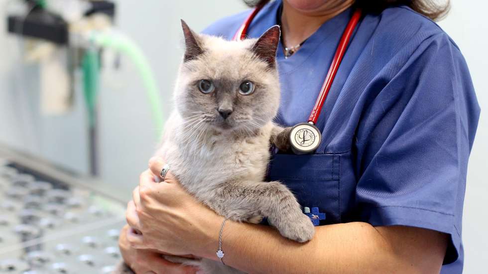 veterinário