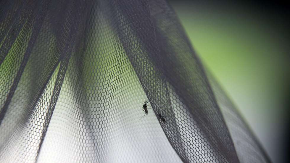 Mosquitos estéreis que serão libertados na Província de Chachoengsao na Tailândia
