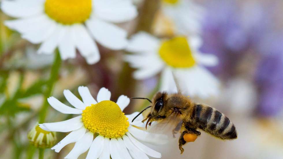 A concentração de pólen na atmosfera estará mais baixa na Madeira e nos Açores