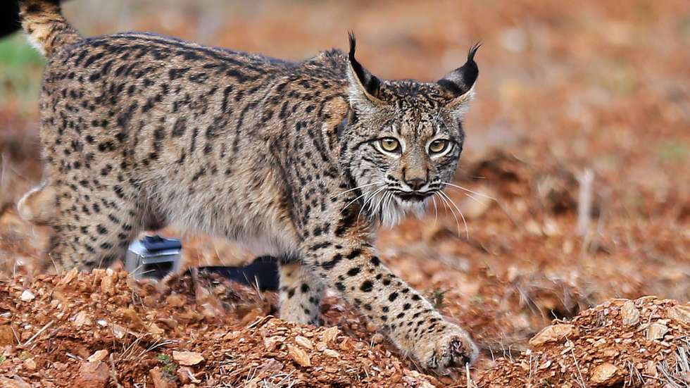 O lince macho "Ouriço" é posto em liberdade no Parque Natural do Vale do Guadiana, solta que é integrada na quarta época de reintrodução da espécie em Portugal, Serpa, 01 de março de 2018. NUNO VEIGA/LUSA