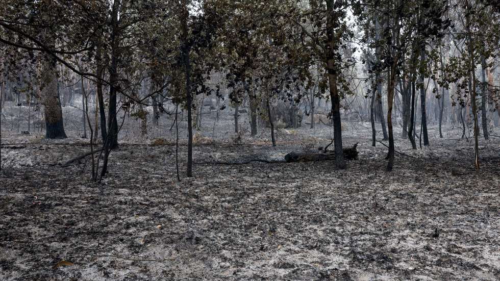 Área ardida pelo incêndio florestal que deflagrou ao final da tarde de segunda-feira em Rebordões, no concelho de Santo Tirso, e que chegou a ter mais de 200 homens apoiados por mais de 70 viaturas no combate a quatro frentes ativas, queimaram mil hectares de mato e floresta, 20 de agosto de 2026. (ACOMPANHA TEXTO). ESTELA SILVA/LUSA