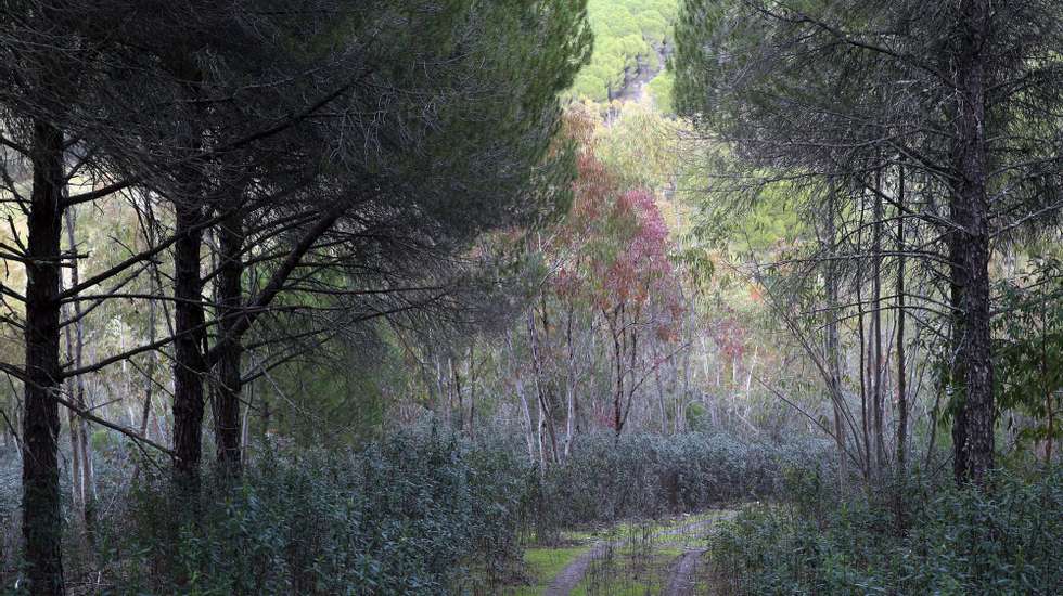 Um trilho na Herdade da Contenda, numa paisagem tipicamente mediterrânica, em que a imensidão de verde se divide entre montados de azinho, mato e floresta, numa área de aproximada de 5.300 hectares, que conta com a presença de mais de 2.000 espécies de animais, nomeadamente uma população de veados superior a 1.000 animais, cerca de 600 ovelhas merino preto e cerca de 300 cabras serpentinas, para além das aves onde se destaca o abutre-preto, uma espécie “bastante rara” e difícil de avistar, em Moura, 29 de janeiro de 2020. (ACOMPANHA TEXTO DE 31 DE JANEIRO DE 2020). MANUEL DE ALMEIDA/LUSA