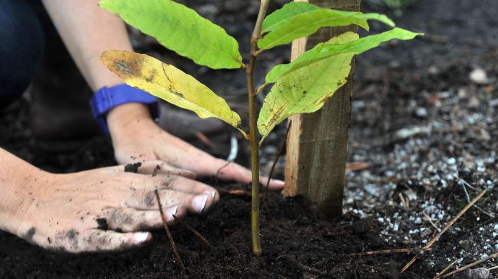 Devem ser plantadas, preferencialmente, espécies resistentes às novas condições climáticas