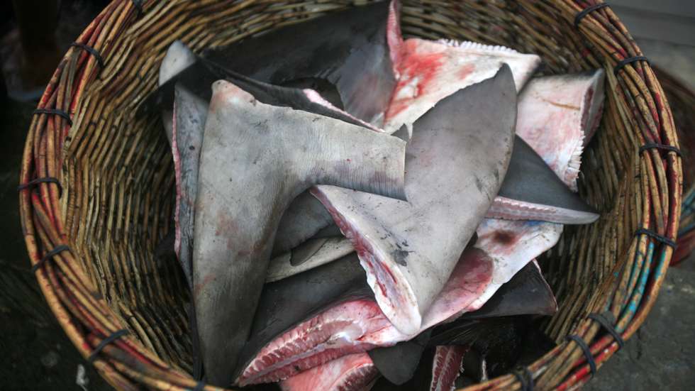 epa04090401 Severed shark fins are displayed at the traditional fish market in Lampulo, Banda Aceh, Sumatra, Indonesia, 20 February 2014. The Indonesian government is tightening the regulations for the fishing of sharks and manta rays, which are now included in the list of Appendix II of the Convention on International Trade in Endangered Species (CITES).  EPA/HOTLI SIMANJUNTAK