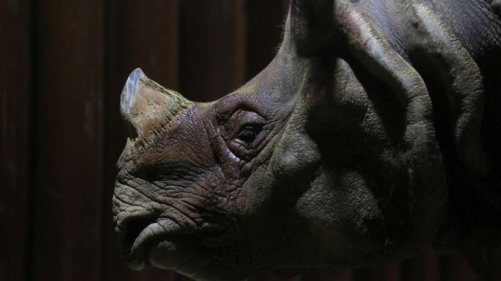 epa10835066 An Indian rhino looks on upon its arrival at a shelter in Guadalajara Zoo, Guadalajara, Mexico 31 August 2023 (issued 01 September 2023). A pair of Indian rhinos from France's La Fleche and Beauval zoos were transferred to Guadalajara for breeding and preservation under the European Endangered Species Program (EEP), which involves 90 institutions from 30 countries, including Mexico, Brazil and Peru.  EPA/Francisco Guasco