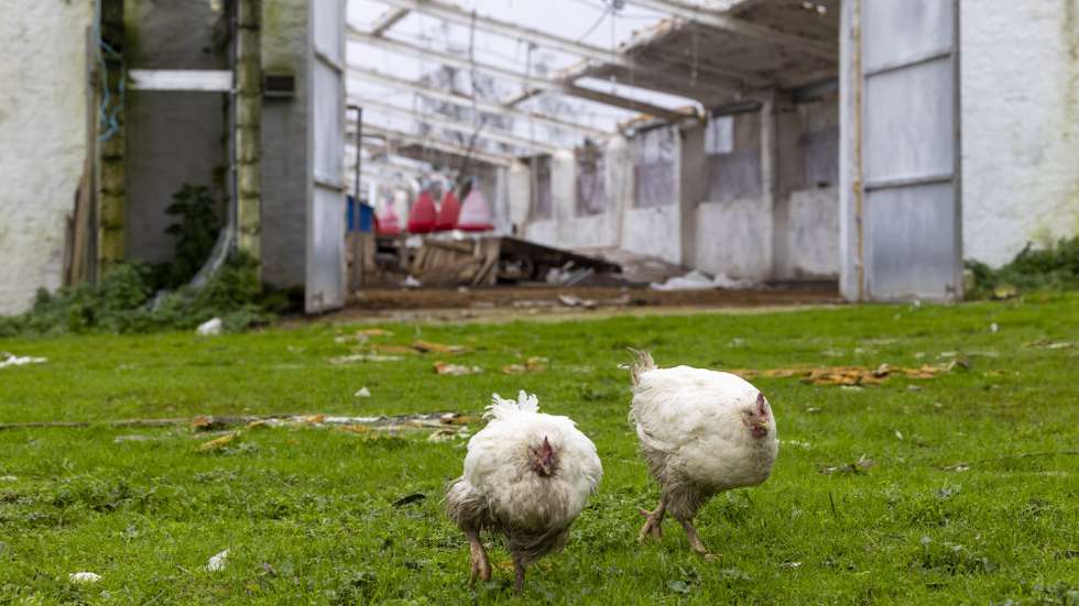 Duas galinhas junto às instalações destruídas da empresa agroindustrial e de nutrição animal, "Aviliz", devido aos efeitos das depressões Kristin, Leonardo e Marta, que provocaram dezoito mortos e também muitas centenas de feridos e desalojados, em Leiria, 16 de fevereiro de 2026. JOSÉ SENA GOULÃO/LUSA    (ACOMPANHA TEXTO DE 19 DE FEVEREIRO DE 2026)