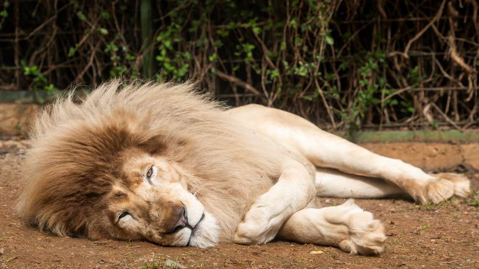 epa09038235 The father (name unknown) of 'The White Lion,' the first white lion born in Spain without congenital illnesses, rests during the public presentation of the cub at Mundopark Zoo in Guillena, Seville, southern Spain, 26 February 2021. The cub was born on 05 February.  EPA/Raul Caro