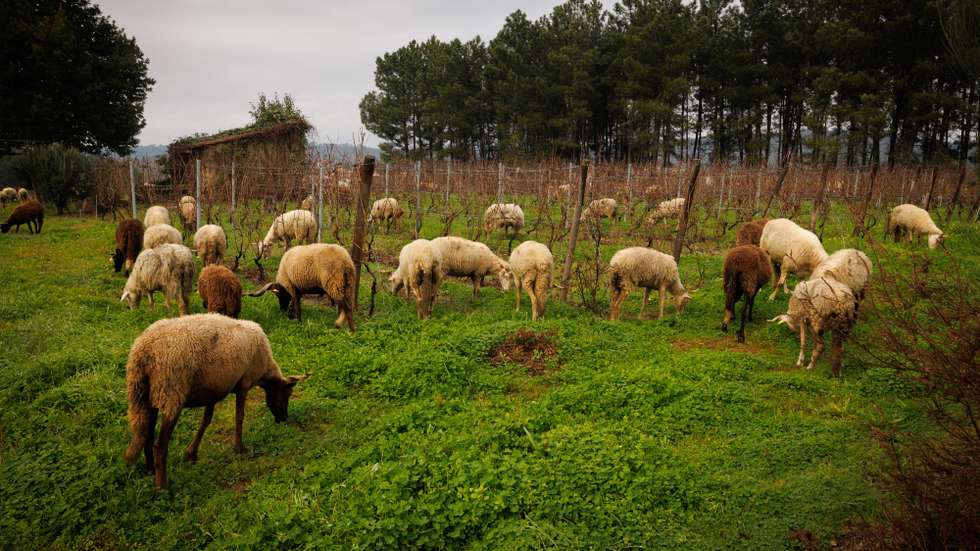 Um rebanho de ovelhas pasta numa vinha em Saborosa, Vila Real, 29 de dezembro de 2023. Um enólogo e produtor do Douro está a usar um rebanho de ovelhas na vinha, um método adotado para controlar o crescimento da vegetação nas vinhas, reduzir a necessidade de maquinaria e promover práticas agrícolas mais sustentáveis. (ACOMPANHA TEXTO DA LUSA DO DIA 31 DE DEZEMBRO DE 2023). PEDRO SARMENTO COSTA/LUSA