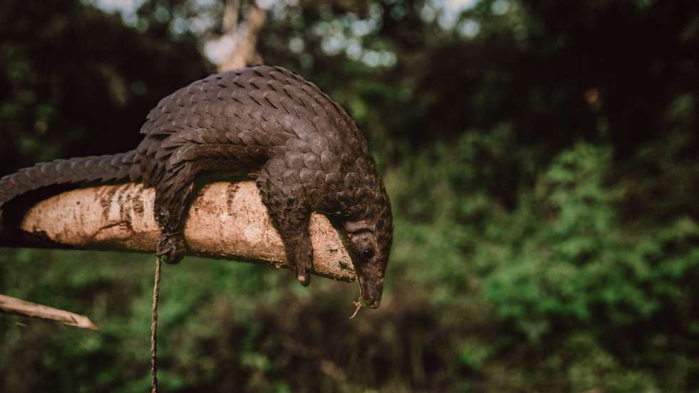 epa08891316 (07/39) A pangolin captured by hunters in the Ituri rainforest, in Mambasa territory, Democratic Republic of the Congo, 19 October 2020. The risk of a new pathogen coming in contact with human populations is increased in areas with high biodiversity like Congo. Over 72 percent of the country lives on less than USD 1.90 a day, which makes free sources of food like hunting essential in parts of the country where hunting and fishing are a viable option. Human populations come into contact with animals and pathogens during activities such as hunting for food or the exotic animal trade and deforestation. With deforestation and habitat loss, animals are more likely to move into new areas and come into contact with human beings for the first time. Humans living in these high-risk areas have a far greater chance of becoming a 'patient zero' for virus spillover than elsewhere. The exotic animal trade is also an attractive source of revenue as Congo still hosts many exotic animals, including pangolins, the mammal suspected to be a secondary host for COVID-19 before it spilled over into the human population. There exists a precarious situation where conservation is a losing battle due to governance factors, and Congo’s biodiversity posits a distinct likelihood for a new virus to jump from an animal to a human population. Mammals alone are estimated to host at least 320,000 undiscovered viruses.  EPA/Hugh Kinsella Cunningham ATTENTION EDITORS / MANDATORY CREDIT : This story was produced in partnership with the Pulitzer Center -- For the full PHOTO ESSAY text please see Advisory Notice epa...