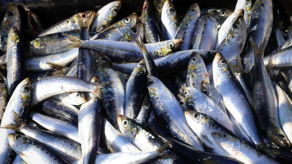 Sardinhas na Doca de pesca da Lota de Matosinhos, 15 de julho de 2025. JOSÉ COELHO/LUSA