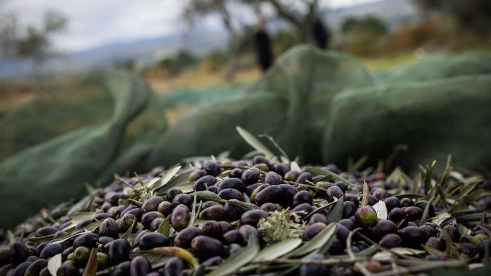 Apanha da azeitona em Valpaços, Vila Real, 9 de novembro de 2023. Dois anos consecutivos de quebra de produção de azeite preocupam os produtores de Valpaços, concelho onde a agricultura é a base da economia e se cruzam técnicas tradicionais com as mais modernas de apanha de azeitona. (ACOMPANHA TEXTO DO DIA 12 DE NOVEMBRO DE 2023). JOSÉ COELHO/LUSA