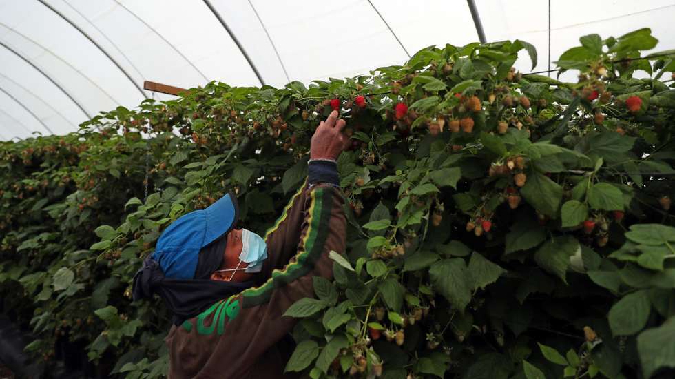 Uma trabalhadora apanha framboesas numa estufa de uma empresa de exportação de frutos vermelhos, que aumentou 20% o seu volume de negócios neste ano, apesar dos desafios impostos pela pandemia de covid-19 que a obrigaram a repensar a sua estratégia no mercado, em Odemira, 16 de dezembro de 2020. (ACOMPANHA TEXTO DA LUSA DO DIA 01 DE JANEIRO DE 2021). NUNO VEIGA/LUSA
