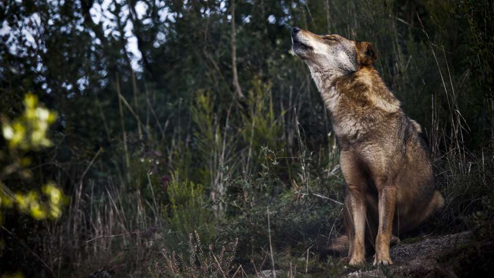 O lobo-ibérico era uma das espécies sob ameaça de extinção