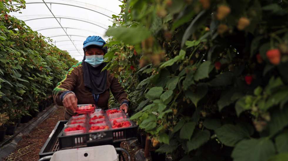 Uma trabalhadora apanha framboesas numa estufa de uma empresa de exportação de frutos vermelhos, que aumentou 20% o seu volume de negócios neste ano, apesar dos desafios impostos pela pandemia de covid-19 que a obrigaram a repensar a sua estratégia no mercado, em Odemira, 16 de dezembro de 2020. (ACOMPANHA TEXTO DA LUSA DO DIA 01 DE JANEIRO DE 2021). NUNO VEIGA/LUSA