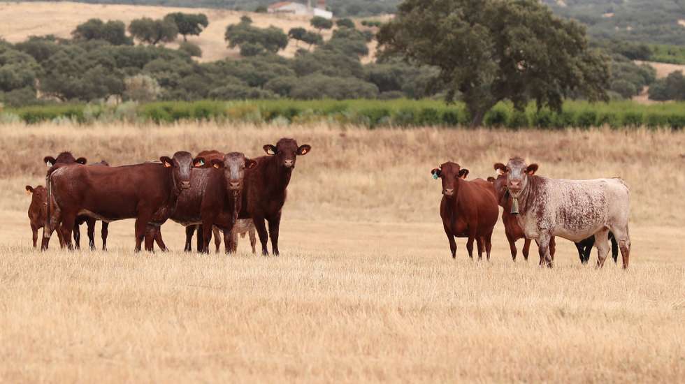 Uma manada de vacas mertolengas e mertolengas cruzadas com aberdeen-angus na exploração agrícola do produtor de bovinos e presidente da Associação dos Jovens Agricultores do Sul (AJASUL), Diogo Pestana de Vasconcelos (ausente da fotografia), em Évora, 06 de junho de 2021. A procura e os preços do gado bovino têm sofrido oscilações, durante a pandemia de covid-19, mas o que mais preocupa o produtor é a subida dos fatores de produção e a manutenção das exportações. (ACOMPANHA TEXTO DA LUSA DO DIA 09 DE JULHO DE 2021). NUNO VEIGA/LUSA
