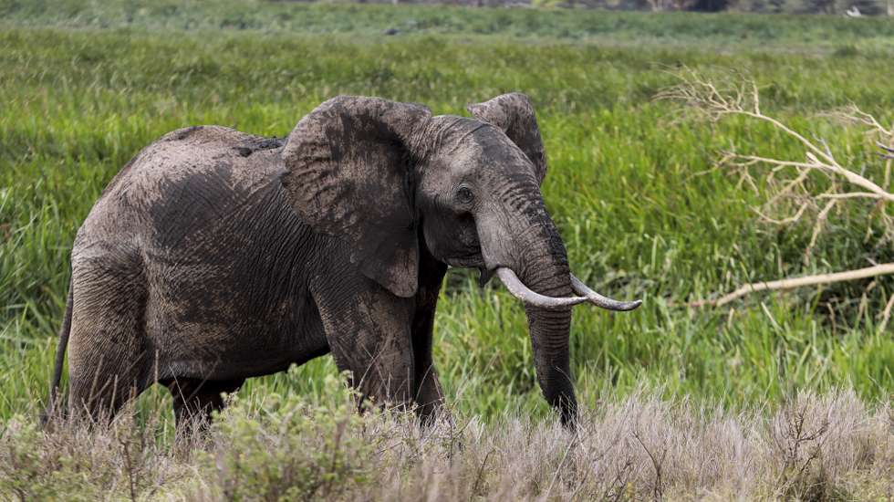 epa09388741 A young bull elephant roam within the Lewa Wildlife Conservancy (LWC), in Meru, Kenya, 30 July 2021 (issued 02 August 2021). Since 1983, Lewa has provided a safe and suitable home for rhinos. As the first and the leading pioneer in private rhino sanctuary in East Africa, Lewa’s rhino population has grown from an initial 15 rhinos to 169 rhinos today and it’s also home to animals such as elephants, buffalos, lions, hyenas, jackals and the endangered Grevy’s Zebra.  EPA/Daniel Irungu  ATTENTION: This Image is part of a PHOTO SET
