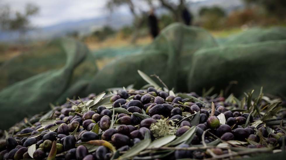 Apanha da azeitona em Valpaços, Vila Real, 9 de novembro de 2023. Dois anos consecutivos de quebra de produção de azeite preocupam os produtores de Valpaços, concelho onde a agricultura é a base da economia e se cruzam técnicas tradicionais com as mais modernas de apanha de azeitona. (ACOMPANHA TEXTO DO DIA 12 DE NOVEMBRO DE 2023). JOSÉ COELHO/LUSA