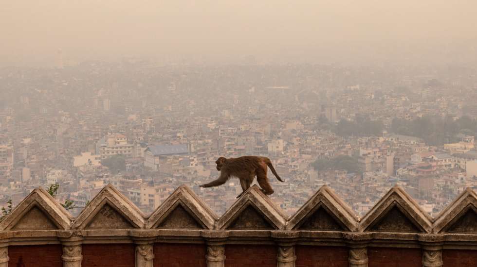 epaselect epa11264204 A monkey scales a wall as air pollution engulfs the Kathmandu Valley in Kathmandu, Nepal, 07 April 2024. Nepal&#039;s capital Kathmandu is ranked among the world&#039;s most polluted cities, with PM2.5 levels reaching 169 micrograms per cubic meter on 07 April, according to IQ AirVisual, a Swiss group that collects air-quality data daily from around the world.  EPA/NARENDRA SHRESTHA