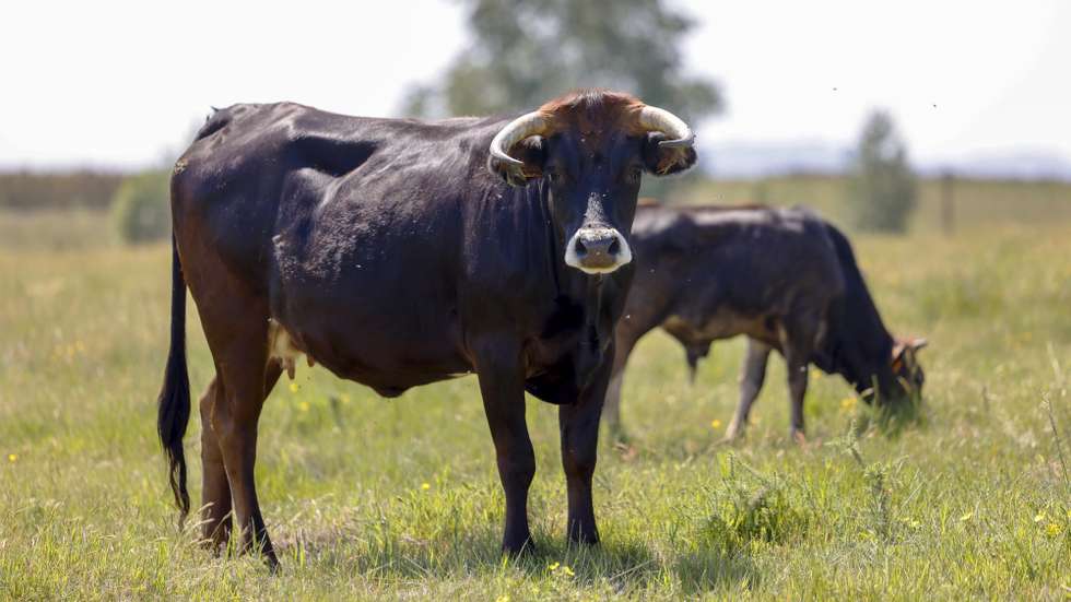 Vacas maronesa pastam durante a apresentação do projeto de silvopastorícia com que tem como objetivo contribuir para a prevenção dos incêndios rurais e desenvolver de forma sustentável o território, desenvolvido pela REN – Redes Energéticas Nacionais, a AguiarFloresta e o Instituto Politécnico de Bragança (IPB), em Vila Pouca de Aguiar, 29 de maio de 2026. Esta Brigada Florestal Animal de Vila Pouca de Aguiar. PEDRO SARMENTO COSTA/LUSA