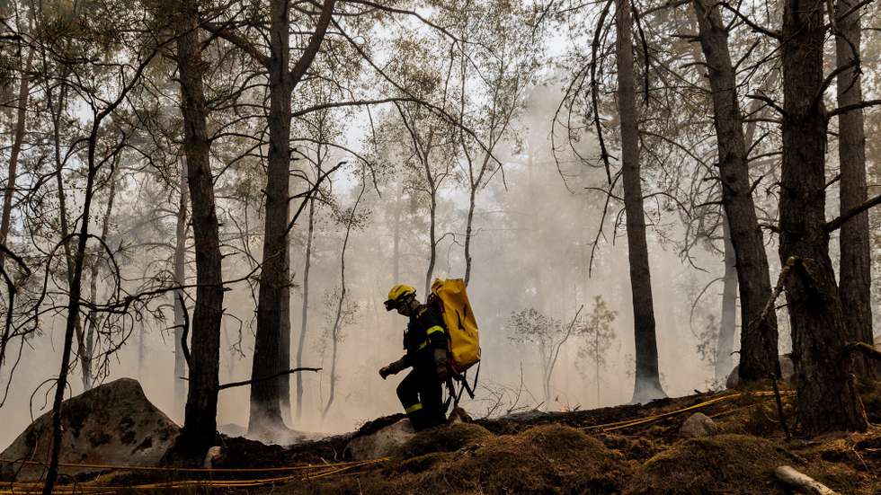 epa13109795 Firefighters work to extinguish a fire in the Fontainebleau forest in Noisy-sur-Ecole, France, 13 July 2026 (issued 14 July 2026).  EPA/GAUTHIER BEDRIGNANS