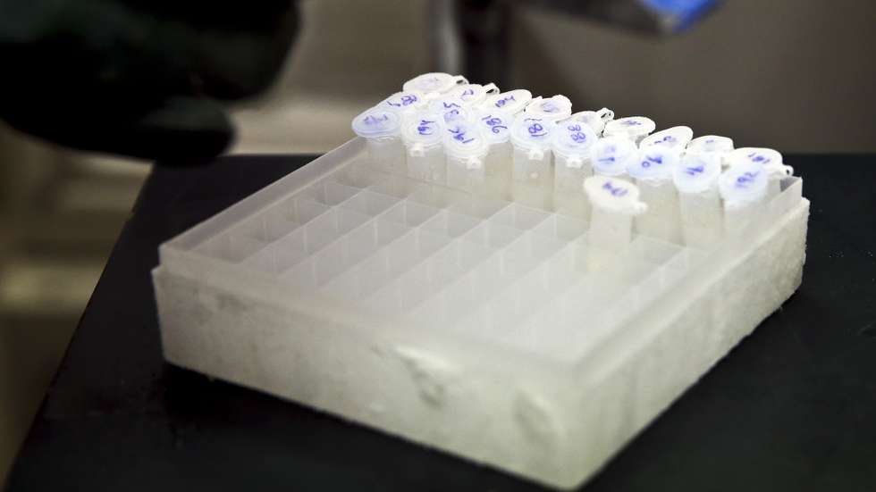 Universidade de Coimbra vai coordenar Rede Lusófona de Microbiologia