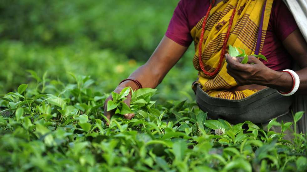 São os agricultores, especialmente mulheres, que o publicitam o projeto a outros agricultores.