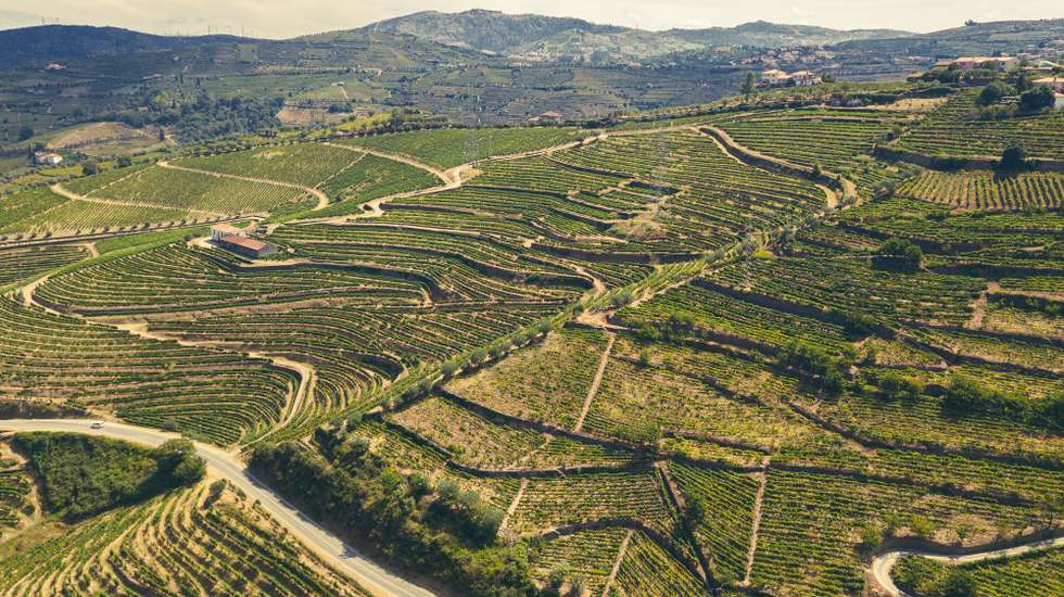 vinho, portugal, Douro, Douro vinhateiro, Pisca Pisca