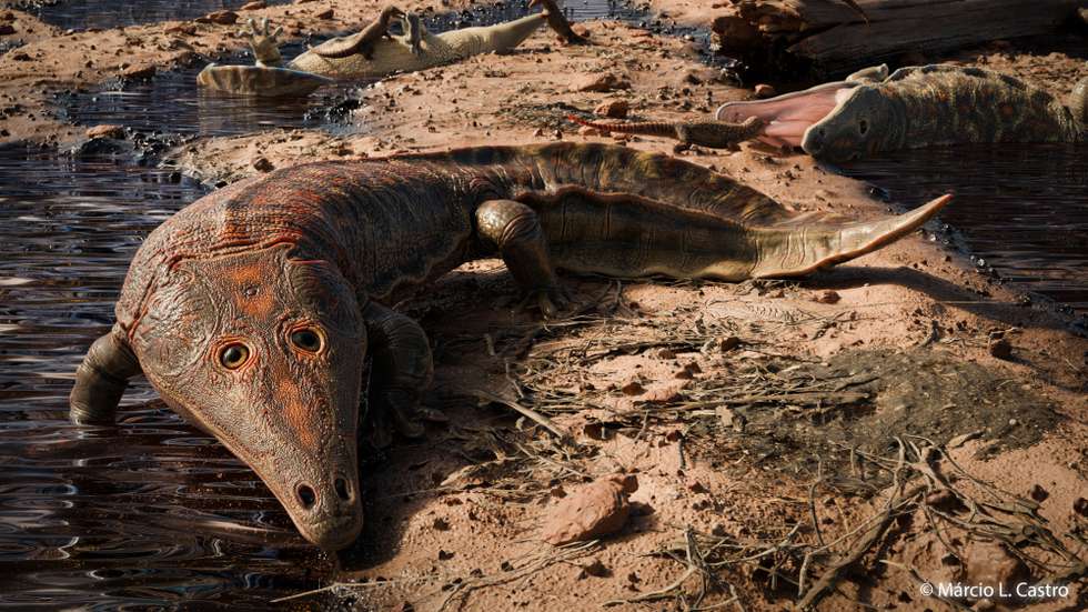 Modelo digital do anfíbio gigante Kwatisuchus rosai