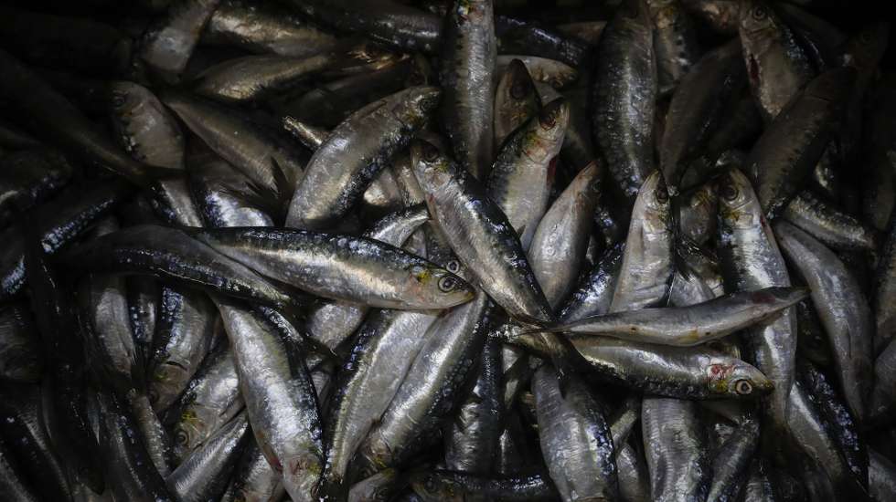 Produtores e indústria conserveira assinam acordo relativo ao abastecimento de sardinha