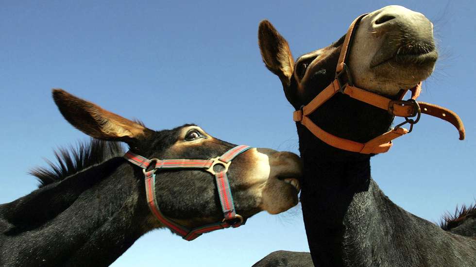 FAR0120050910:ESTOMBAR: 2 dos burros alojados no REFUGIO DOS BURROS associação criada por um casal de ingleses no barlavento algarvio para a protecçao e procriaçao da especie.
FOTO: VIRGILIO RODRIGUES/LUSA