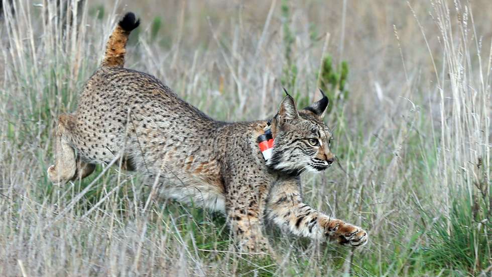 No ano passado, o projeto Lynxconnect libertou 34 linces nas áreas de reintrodução criadas em projetos Life anteriores e em pontos selecionados