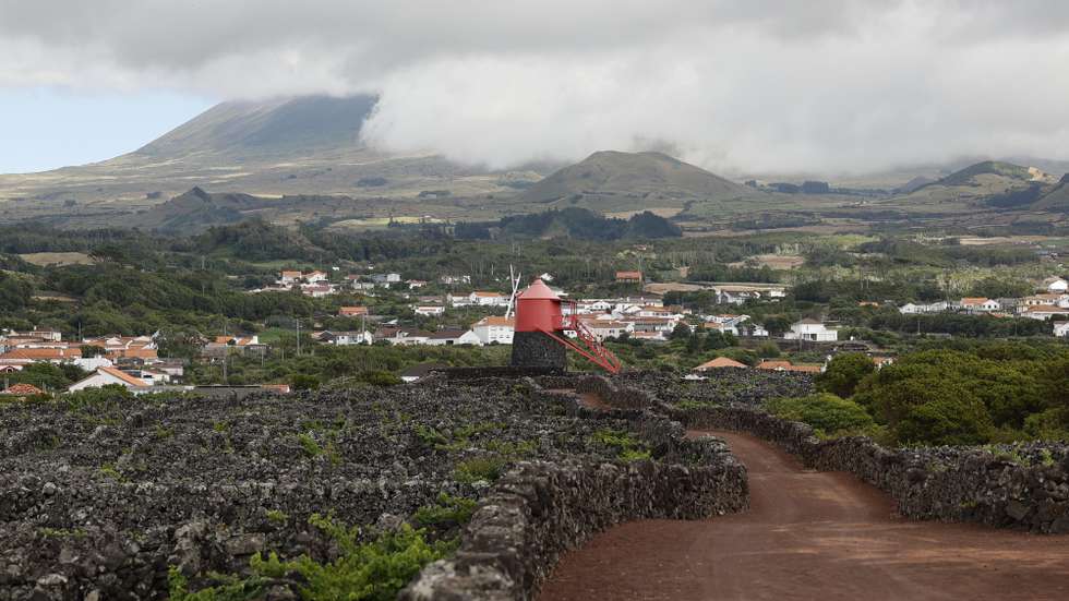 Paisagem da cultura da vinha do Pico, classificada Património Mundial da UNESCO, com o Moinho do Frade ao fundo, Madalena, Ilha do Pico, Açores, 31 de julho de 2025. NUNO VEIGA/LUSA
