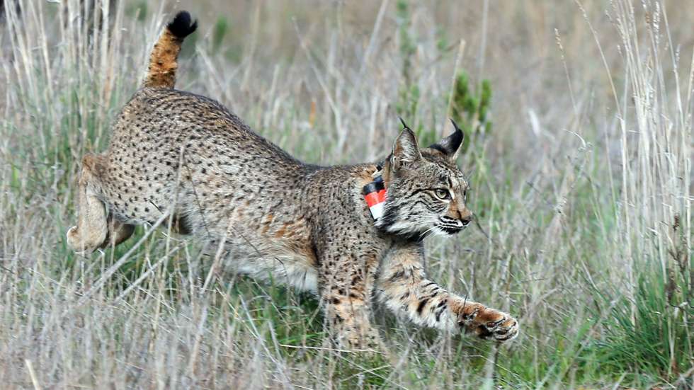 Em 2022, quando arrancaram os programas de conservação, restavam menos de 100 linces na Península Ibérica, distribuídos por regiões de Espanha, enquanto em Portugal a espécie foi dada como extinta