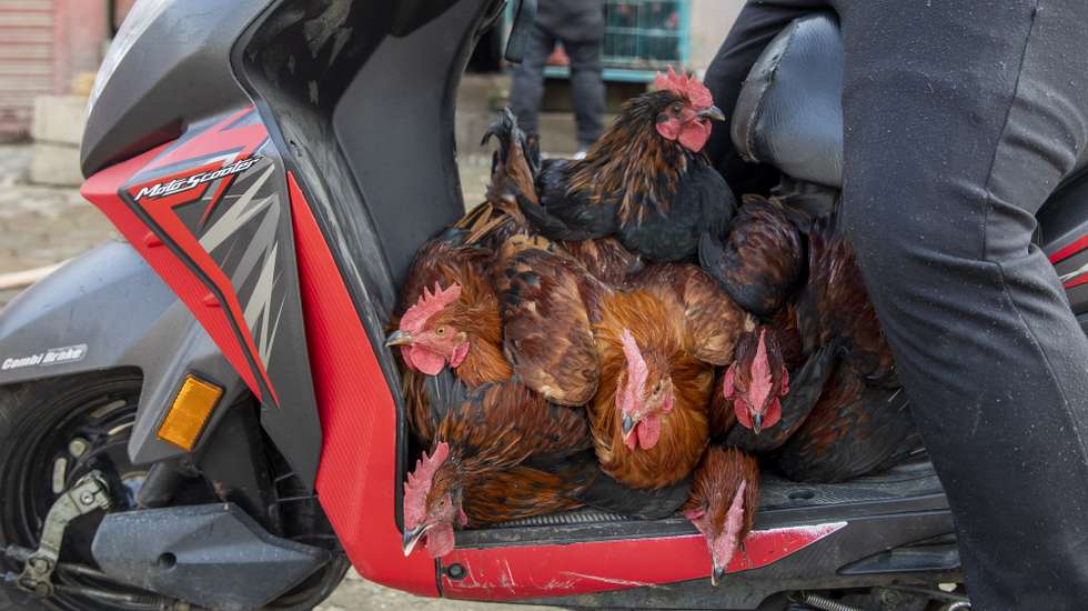 epa10452176 A man transports chicken on a motorscooter to the chicken market in Kathmandu, Nepal, 07 February 2023. Cases of bird flu, or avian influenza, infections have been confirmed in three places in the Kathmandu Valley, according to the Ministry of Agriculture and Livestock Development (MoALD), causing a drop in sales of chicken in the valley after the spread of the flu news.  EPA/NARENDRA SHRESTHA