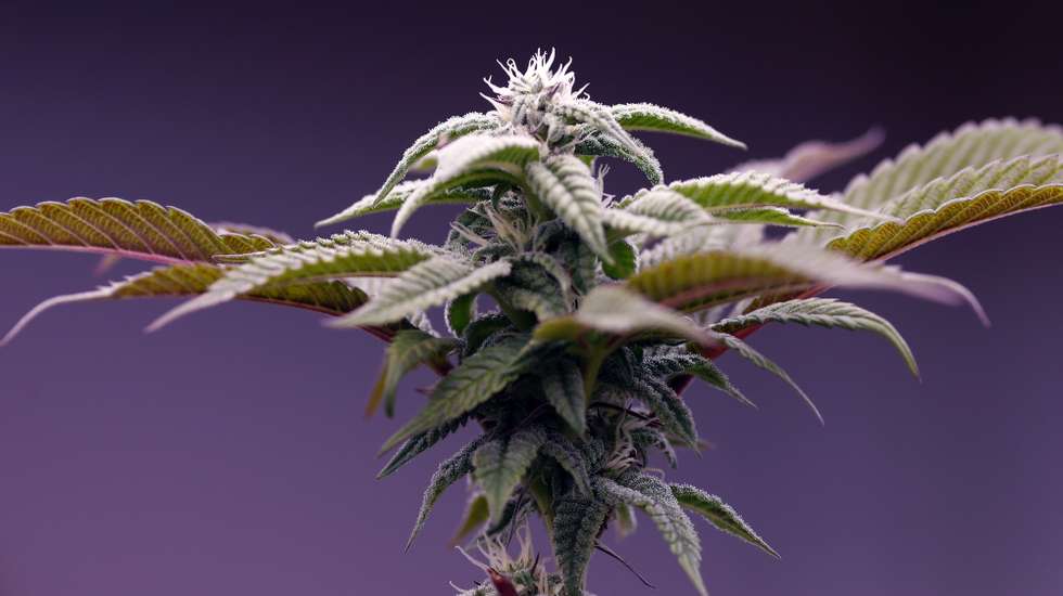 epaselect epa10003669 A Cannabis plant for self consumption and private business is grown at a home in Nakhon Nayok province, Thailand, 09 June 2022. Thailand formally legalized the production, distribution, consumption, and possession of cannabis as well as decriminalized and removed marijuana and hemp from the country's narcotics list on 09 June 2022, a historic move that ended decades of prohibition, allowing people to grow the plant for personal consumption that has been used in traditional medicine, cuisine and police will not arrest those who smoke marijuana at home. However, the extracts of cannabis which contain more than 0.2 percent by weight of THC (Tetrahydrocannabinol), the main psychoactive compound found in marijuana, will still be illegal.  EPA/RUNGROJ YONGRIT