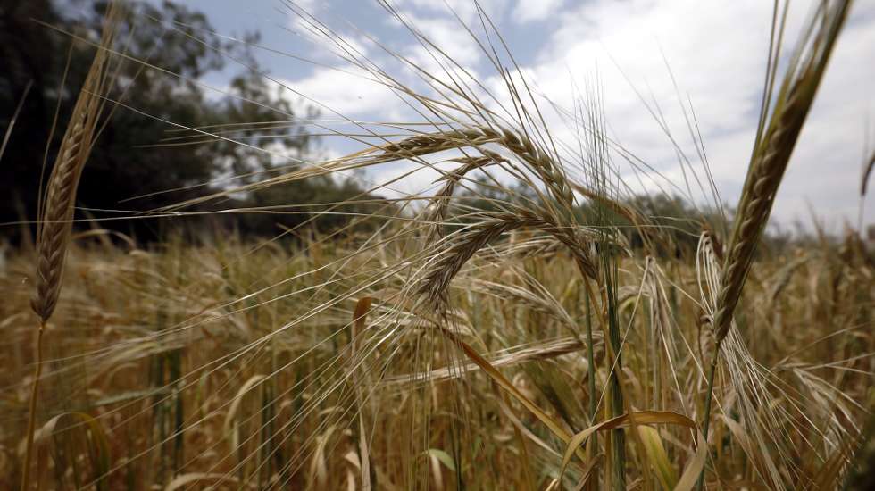 epa10199799 Close-up view of barley ears at a field shortly before a harvest season, in Sana'a, Yemen, 22 September 2022. The prolonged war in Yemen has caused shortages of food and cereals and price spikes. Some 17.4 million people out of Yemenâ€™s 30 million population are food insecure and in need of assistance to ward off the risk of famine and this number is projected to go up to 19 million by December 2022, UN aid agencies have warned. War-ravaged Yemen imports almost 90 percent of its overall food supply, including about 45 percent of wheat from Russia and Ukraine.  EPA/YAHYA ARHAB