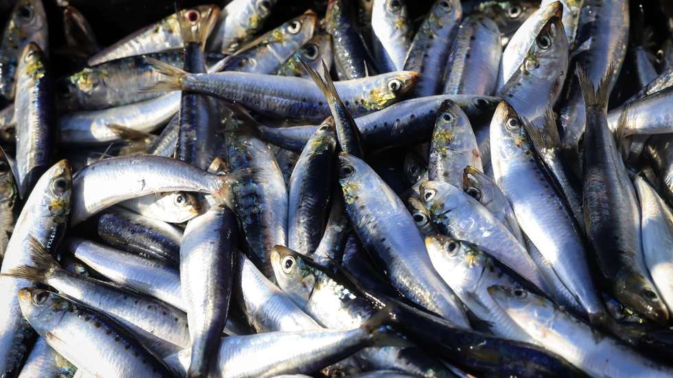 Sardinhas na Doca de pesca da Lota de Matosinhos, 15 de julho de 2025. JOSÉ COELHO/LUSA
