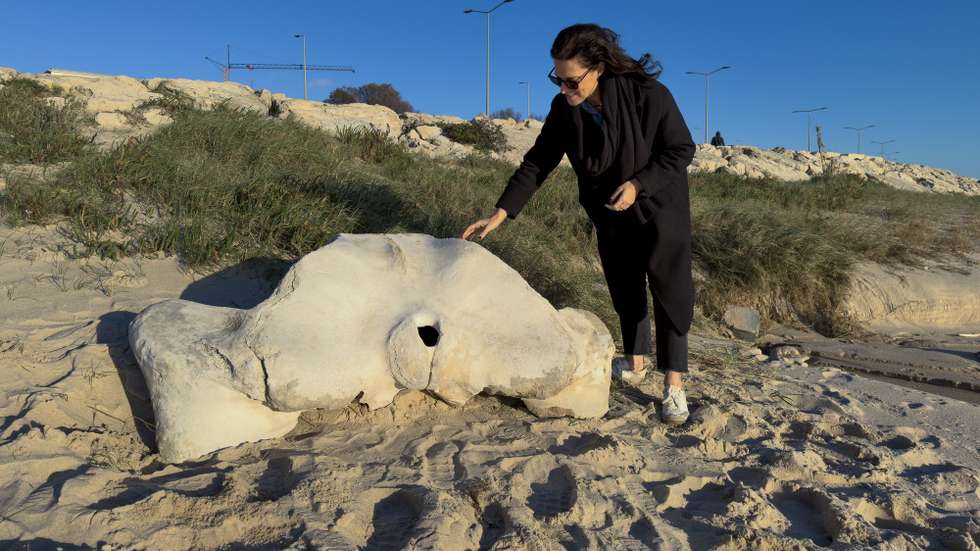 Um osso de baleia presumivelmente com milhares de anos, de acordo com um paleontologista da Universidade de Coimbra (UC), foi hoje identificado na praia de Buarcos, a norte da cidade da Figueira da Foz, 23 de dezembro de 2026. O osso pélvico, perfeitamente assimétrico, com cerca de 1,5 metros de comprimento por um metro de largura e centenas de quilos de peso, foi descoberto a meio da tarde de hoje na chamada praia da Pedra Grande, por Sílvia Curado (na fotografia), cientista portuguesa radicada nos EUA, que ali passeava acompanhada de familiares, constatou a agência Lusa no local. (ACOMPANHA TEXTO). JOSÉ LUÍS SOUSA/LUSA